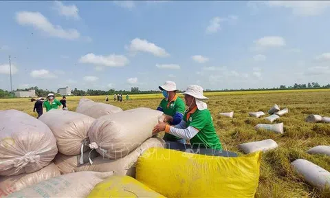 Giá gạo xuất khẩu bị tác động giảm khá sau khi Ấn Độ nới lỏng các hạn chế xuất khẩu gạo