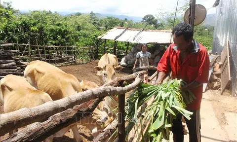 Gỡ điểm nghẽn, khơi thông nguồn lực xây dựng nông thôn mới nâng cao, kiểu mẫu ở Tây Nguyên