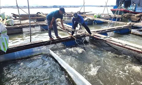 Bà Rịa - Vũng Tàu: Người nuôi thủy sản phục vụ Tết thiệt hại nặng do thời tiết