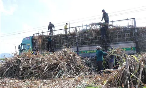 Phú Yên: Giá mía tăng cao, nông dân phấn khởi đón Tết