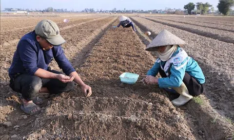 Nam Định: Nông dân xuống đồng đầu Xuân mới