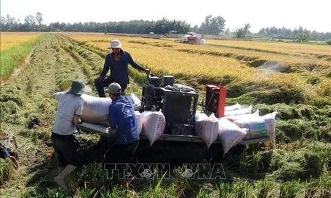 Kiên Giang bước đầu hình thành vùng chuyên canh lúa chất lượng cao và phát thải thấp