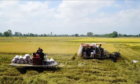 Theo dõi sát diễn biến cung cầu thị trường gạo thế giới để có kế hoạch sản xuất phù hợp