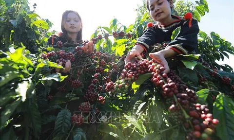 Đắk Lắk: Lễ hội Cà phê Buôn Ma Thuột lần thứ 9 kỳ vọng nâng tầm giá trị cà phê Việt