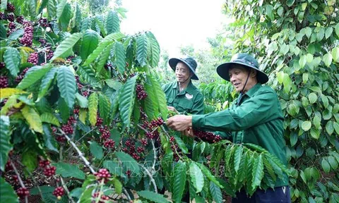 Cà phê đặc sản Việt Nam đang trên đà phát triển vươn tầm thế giới