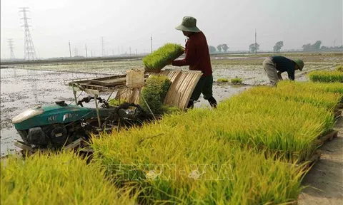 Hà Nội: Phòng chống sâu bệnh gây hại cây trồng vụ Xuân