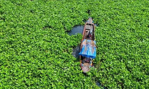Người dân khốn đốn vì nước sông Vàm Cỏ Đông chuyển màu đen bất thường