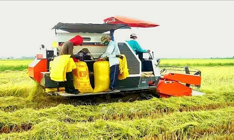 Thị trường nông sản: Giá lúa, gạo ổn định