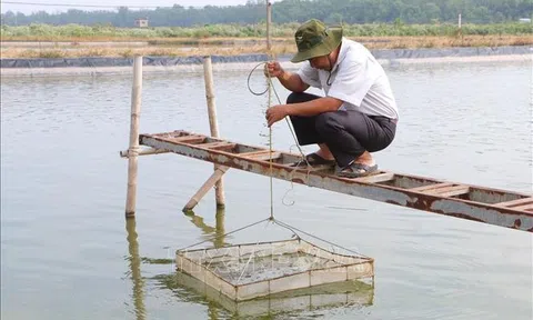 Sóc Trăng khuyến nghị phòng bệnh cho tôm nuôi khi nắng nóng và mưa xen kẽ