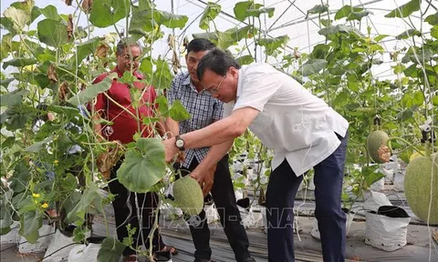 Trà Vinh ứng dụng công nghệ nâng cao năng suất, chất lượng nông sản