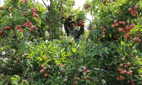 Bộ trưởng Đỗ Đức Duy làm việc với tỉnh Bắc Giang về tiêu thụ vải thiều thông suốt