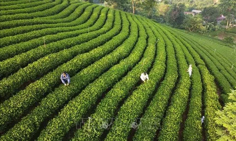 Giải pháp hút nguồn nhân lực cao cho hợp tác xã, yếu tố then chốt cho sự phát triển bền vững