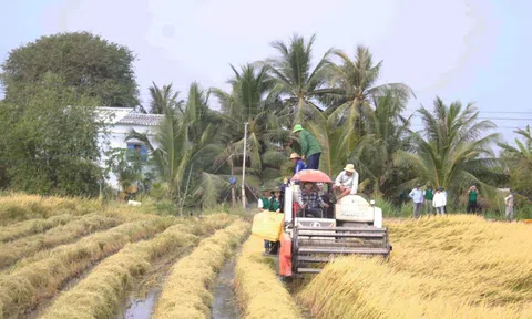 Doanh nghiệp phấn khởi khi giá gạo xuất khẩu tăng trở lại