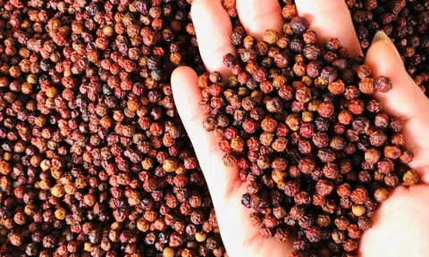 Hồ tiêu Việt Nam khẳng định lại vị thế trên bản đồ xuất khẩu thế giới