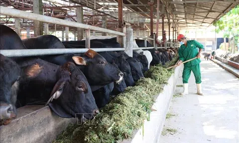 Tây Ninh: Rút ngắn khoảng cách giữa nhà sản xuất và người tiêu dùng sản phẩm nông sản
