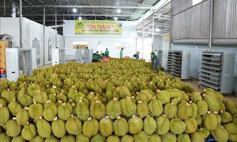 Lời giải cho bài toán 'được mùa mất giá' của nông sản Việt