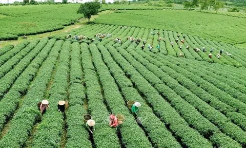 Ngành Nân hàng khơi dòng vốn xanh, tiếp sức nông nghiệp chuyển đổi mô hình