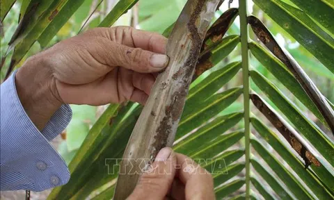 Trà Vinh: Sâu đầu đen hại dừa lây lan nhanh