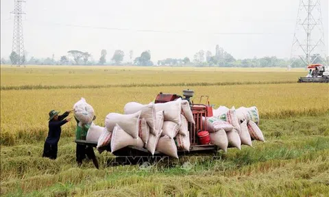 Cần Thơ: Giá lúa Hè Thu không cao, nông dân lợi nhuận thấp