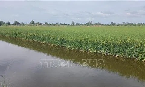 Bạc Liêu: Liên kết chuỗi phát triển bền vững ngành hàng lúa gạo
