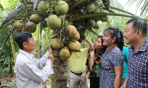 'Cơn sốt' dừa tươi: Thời điểm xây dựng chuỗi giá trị bền vững