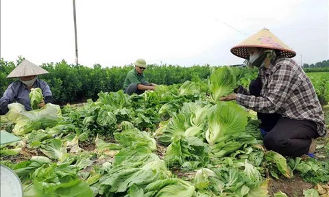 Hà Nội thực hiện chính quyền hai cấp trong nông nghiệp, môi trường