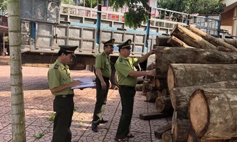 Ba hình thức kiểm tra, truy xuất nguồn gốc lâm sản