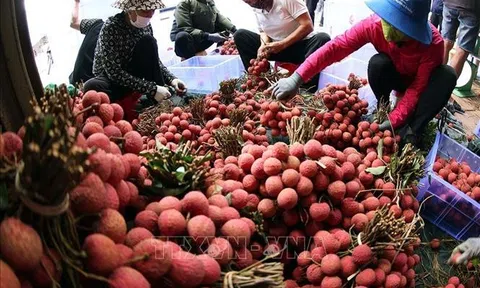 Bắc Ninh: Sáng tạo trong xúc tiến tiêu thụ vải thiều