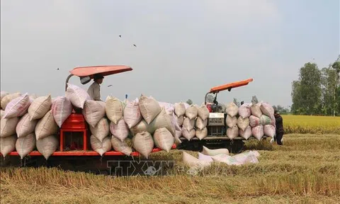 Thị trường nông sản: Giá lúa, gạo đều giảm