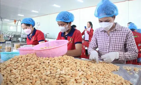 Xúc tiến mở rộng thị trường mới xuất khẩu hạt điều 6 tháng cuối năm