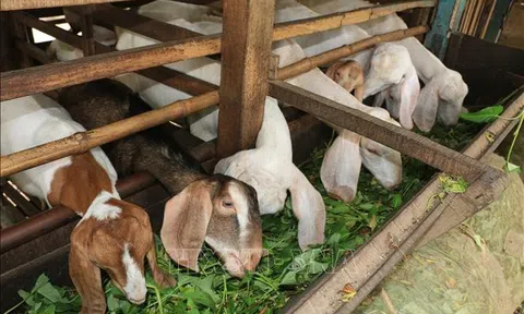 Đồng Tháp: Giá dê thịt tăng, người nuôi yên tâm phát triển đàn