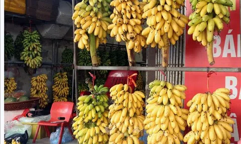 Ninh Bình: Phát triển đặc sản chuối ngự Đại Hoàng