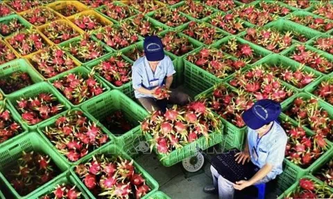 Thủ tướng chỉ đạo gỡ vướng cho thanh long, hồ tiêu xuất khẩu