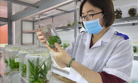 Vĩnh Long: Ứng dụng công nghệ nuôi cấy mô trong sản xuất cây giống, hoa kiểng quy mô lớn