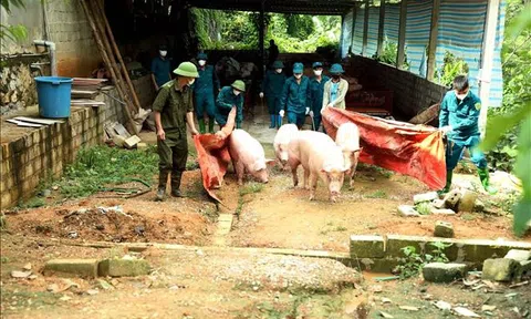 Tuyên Quang ngăn chặn dịch tả lợn châu Phi không để lây lan rộng