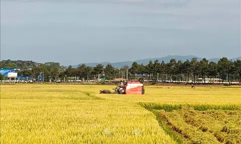 Thị trường lúa gạo chờ 'sóng' mới từ nhu cầu thu mua tăng