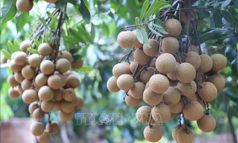 Hưng Yên: Bảo tồn và nhân rộng giống nhãn đặc sản