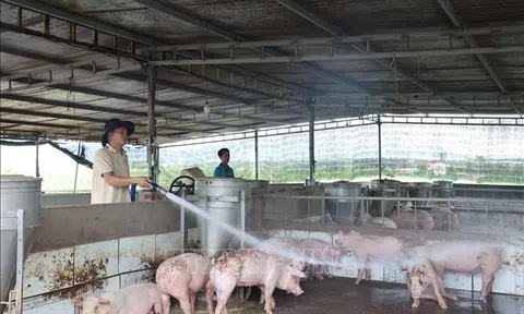 Vẫn còn 30/34 tỉnh, thành phố có dịch tả lợn châu Phi chưa qua 21 ngày