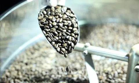 Cà phê Việt trước thách thức từ quy định chống mất rừng của EU