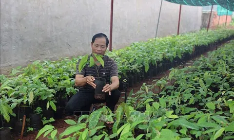 TP Hồ Chí Minh: Khan hiếm nguồn cây giống ca cao