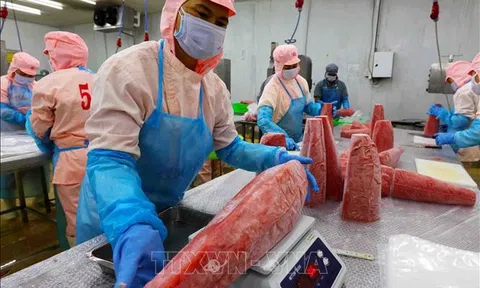 Xuất khẩu thuỷ sản linh hoạt ứng phó với thách thức, dự báo nửa cuối năm sẽ càng khó khăn 