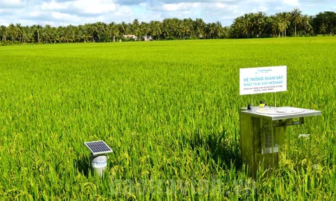 Một số giải pháp sáng tạo sản xuất lúa chất lượng cao, ít carbon ở đồng bằng Sông Cửu Long