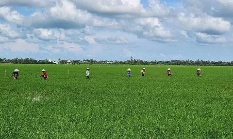 Thúc đẩy đầu tư sáng tạo theo phương thức đối tác Công - Tư trong canh tác lúa bền vững ở ĐBSCL (Bài 4)