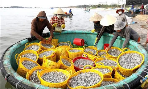 Lâm Đồng: Ngư dân ven biển trúng đậm cá cơm