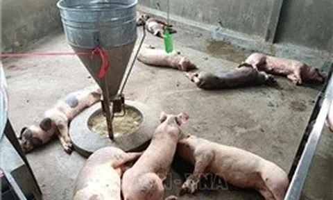 Các địa phương triển khai các giải pháp ứng phó với dịch tả lợn châu Phi