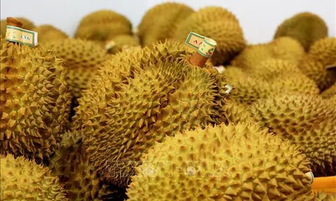Xuất khẩu rau quả Việt Nam trên đà phục hồi sau giai đoạn tăng trưởng âm