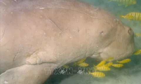 Cấp thiết bảo tồn quần thể Dugong tại vùng biển Côn Đảo