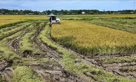 Hà Tĩnh: Nông dân gấp rút thu hoạch lúa Hè Thu trước bão số 5