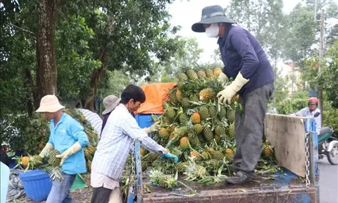 Đồng Tháp: Xây dựng thương hiệu và chỉ dẫn địa lý cho cây dứa vươn xa