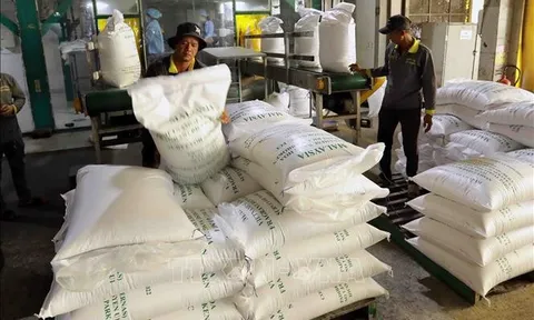 Tăng cường các giải pháp thúc đẩy sản xuất, xuất khẩu và ổn định thị trường gạo
